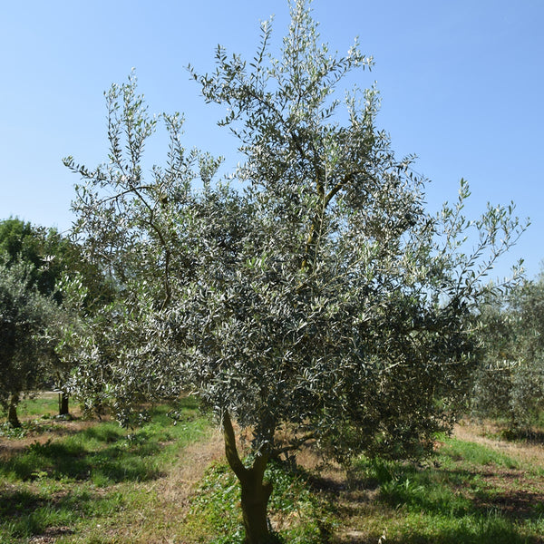 Huile d'olive de Provence AOC Olives maturées